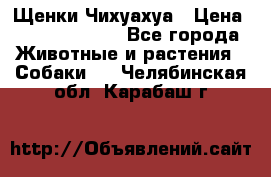 Щенки Чихуахуа › Цена ­ 12000-15000 - Все города Животные и растения » Собаки   . Челябинская обл.,Карабаш г.
